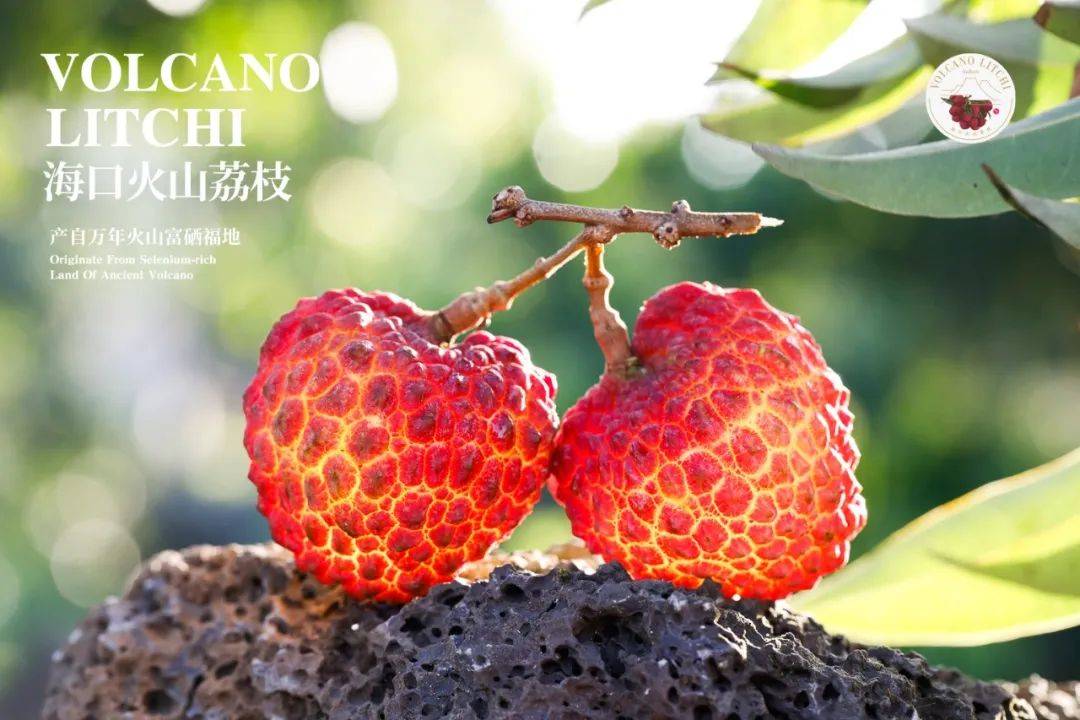 阿里京东抖音苏宁一起为海口火山荔枝接荔