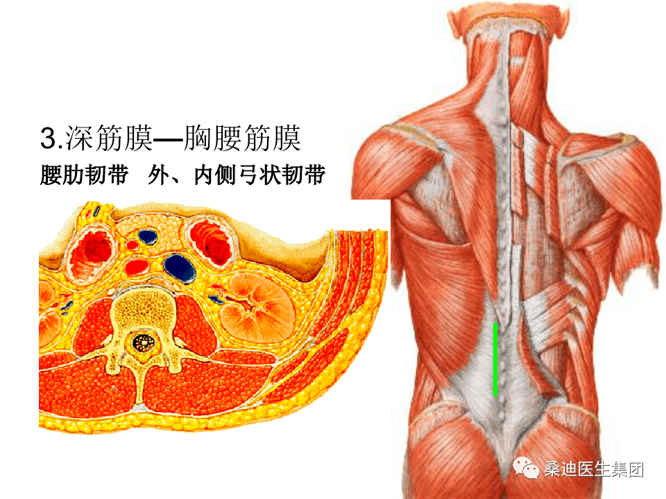 一文了解腰椎的解剖及腰部的层次解剖