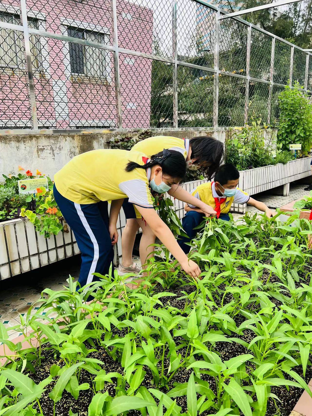 种瓜菜种中草药黄花小学打造天空农场供学生体验有趣的劳动课