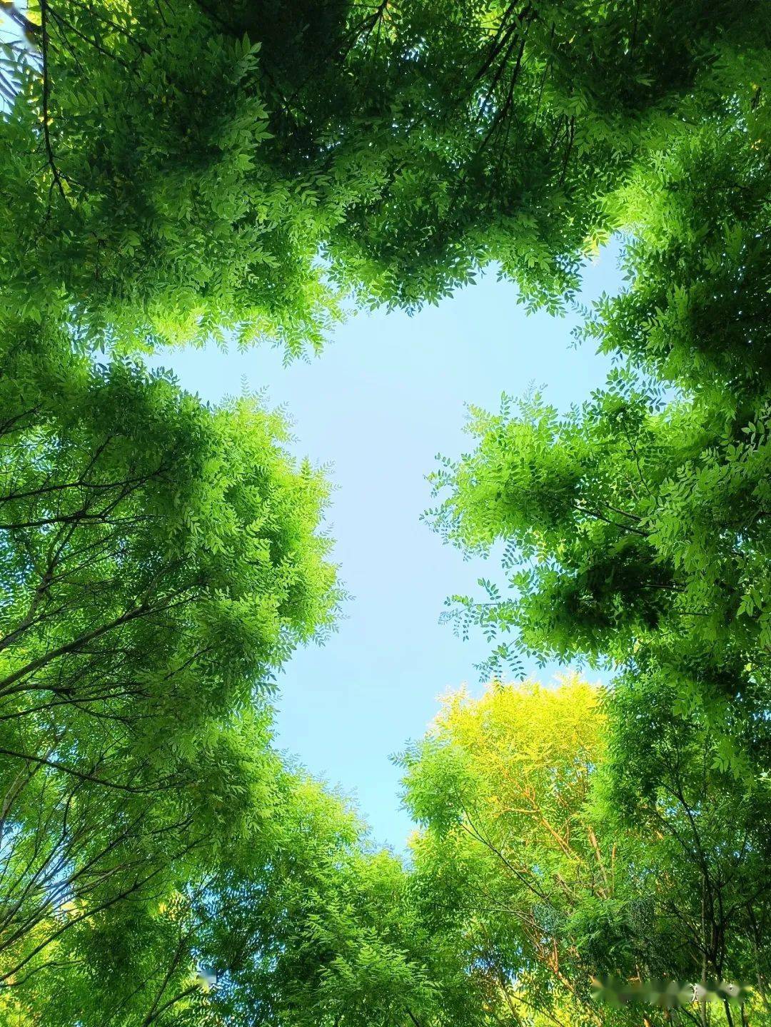 行走丨只此 叶绿 初夏 时光 花在