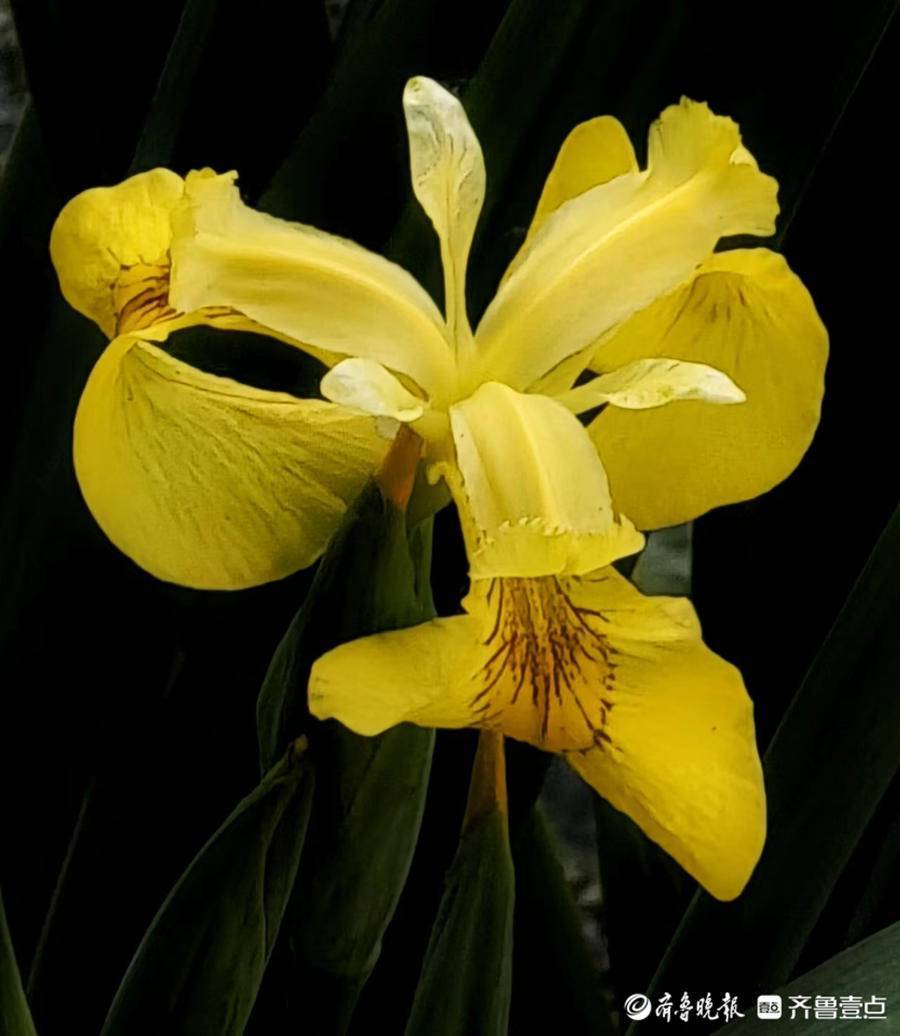 黄菖蒲开花金灿灿 陆生 玉带 马头镇 黄菖蒲开花金灿灿 陆生 玉带 马头镇