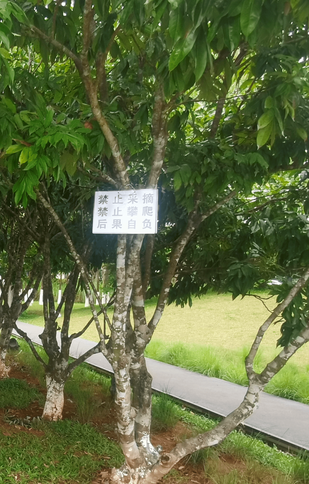 记者走访时看到,该公园热带果园区域内种有十余棵荔枝树,树上结有些许
