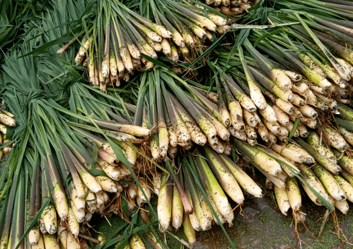 老底子的茭白种植,产量低口感差,农户们辛辛苦苦种植临到收获却抵不过