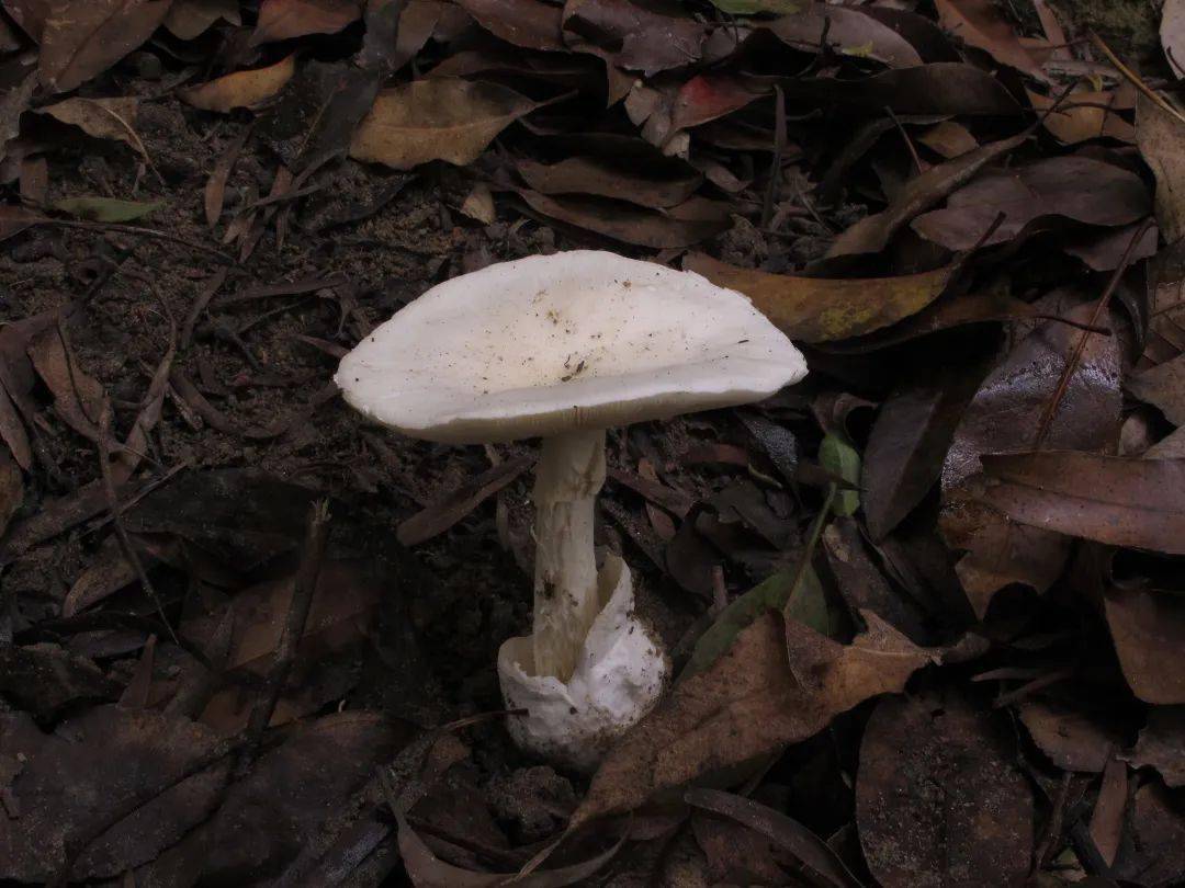 新疆毒蘑菇图片图片