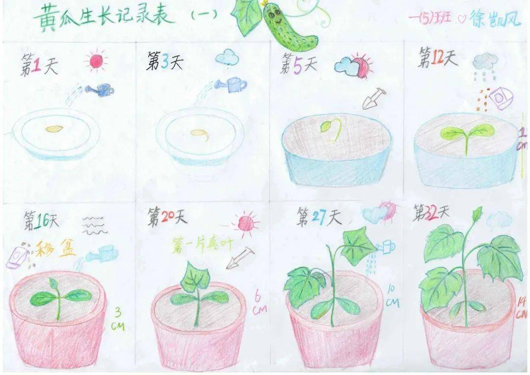 香瓜的成长过程图片