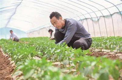 近日,在宜陽縣趙保鎮史莊村辣椒育苗基地,村民正在大棚內進行辣椒苗管