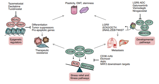 nature cancer 深度总结 | 癌症转移机制与治疗策略_肿瘤_癌细胞_wnt