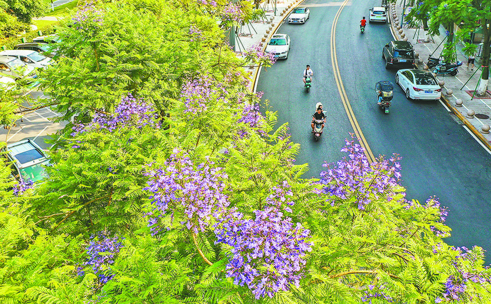 重庆：蓝花楹开 浪漫街头