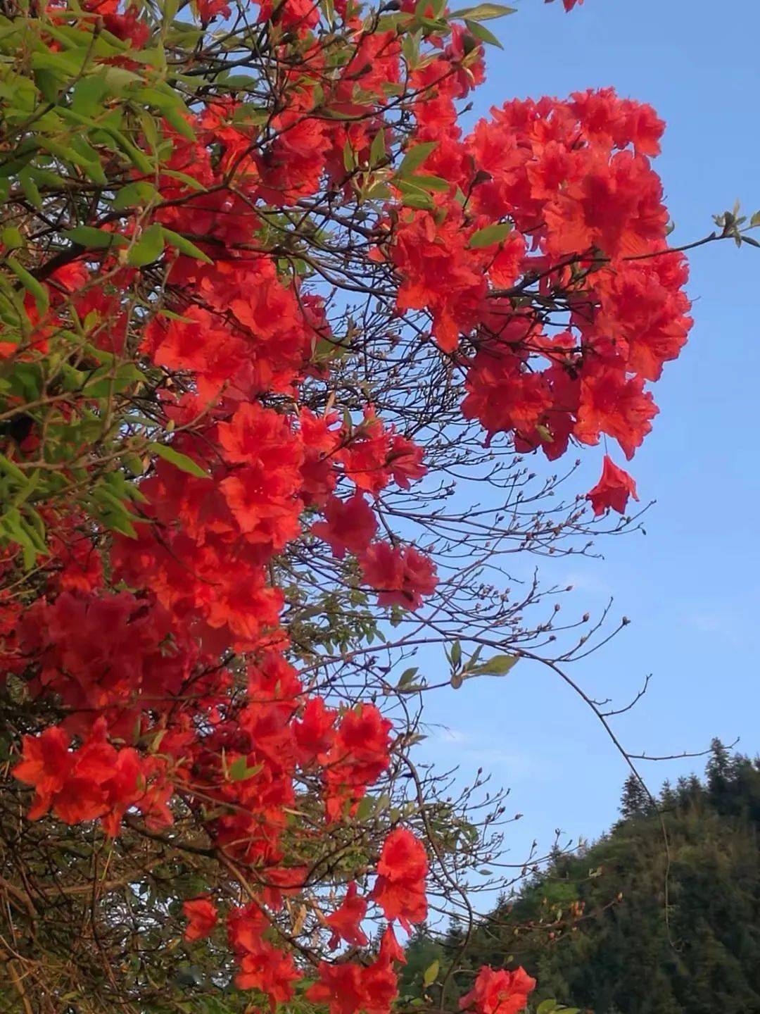 乡村视野