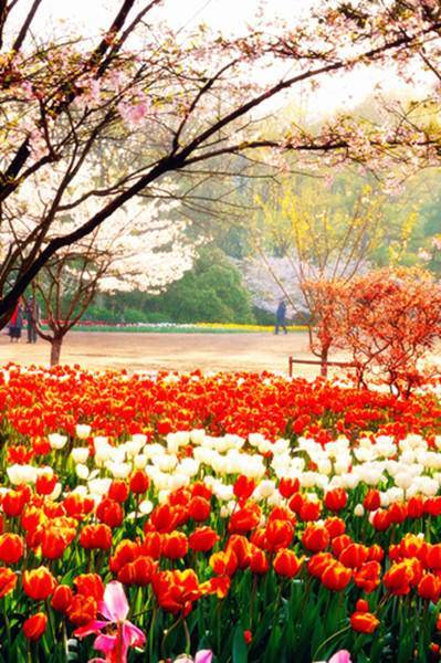 花约 谢已 广治 秋山红