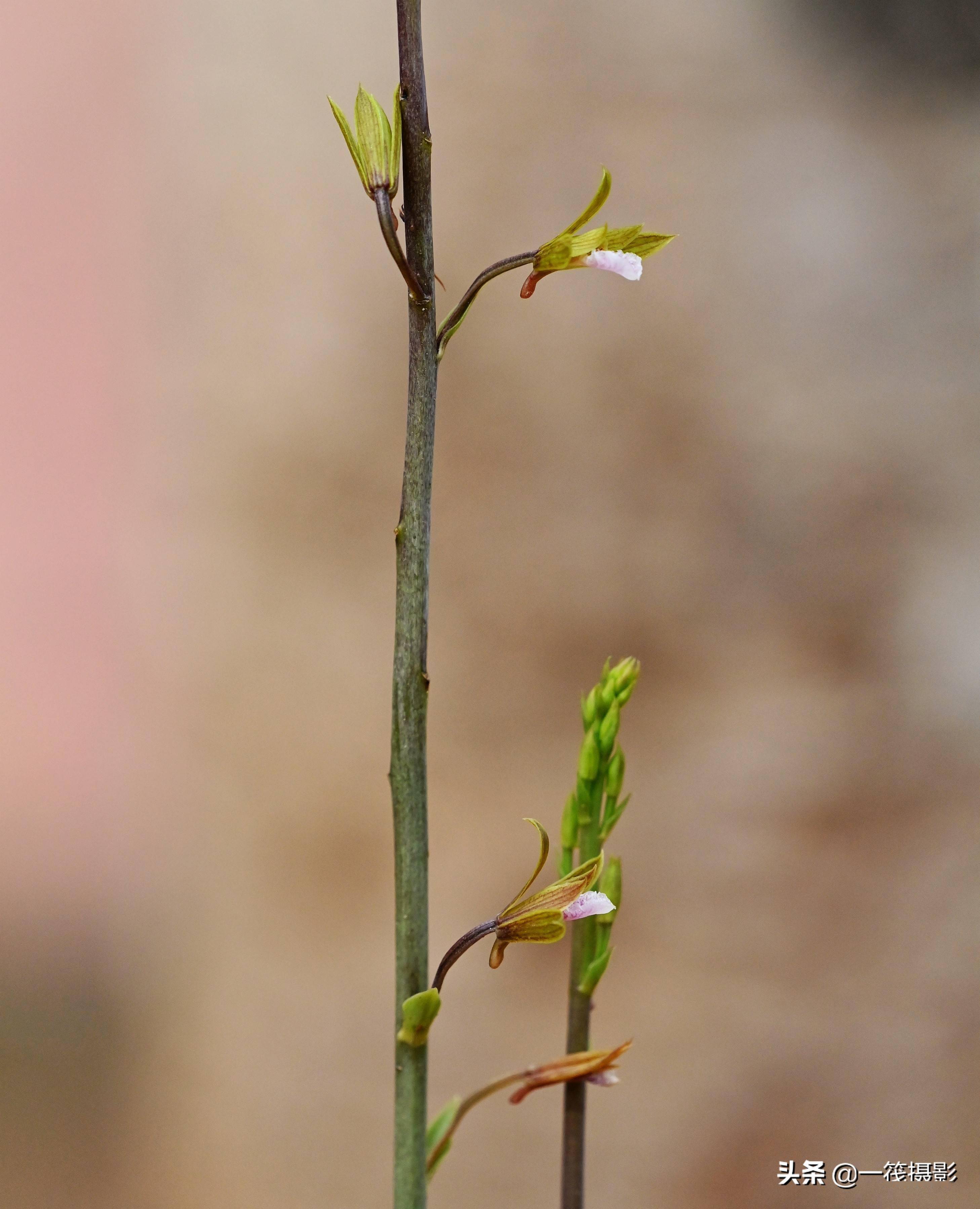 美冠兰花期图片