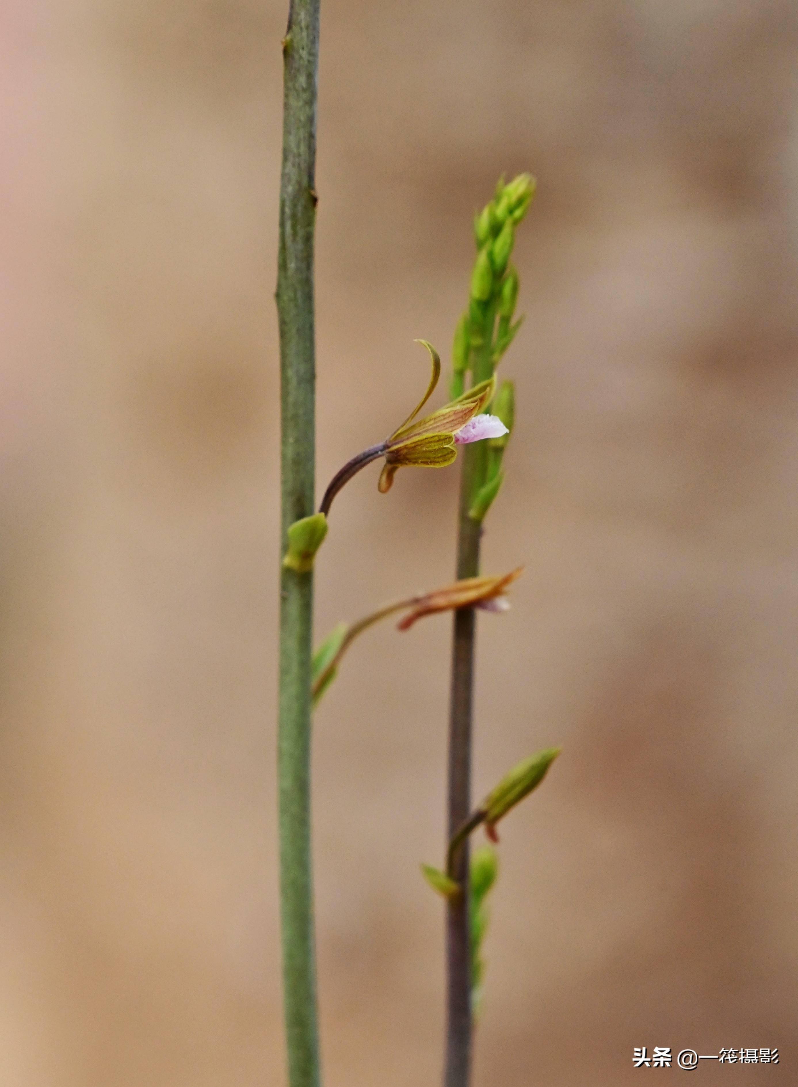 华南农业大学校园惊现珍稀野生植物美冠兰