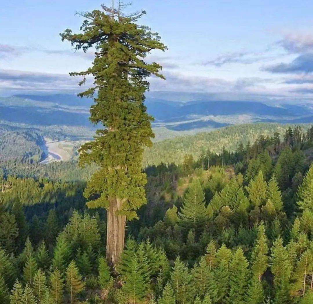 世界各地最高的树看看就心里敞亮