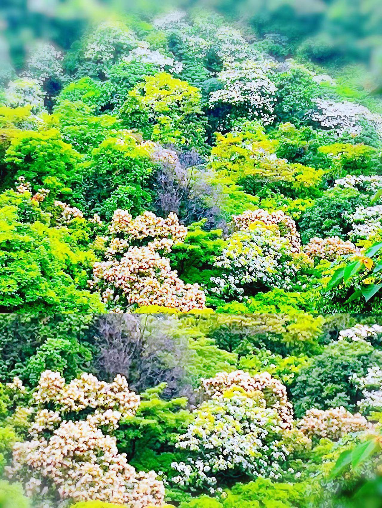 漫山遍野，油桐花开，思念也像雪片般弥漫了_手机搜狐网