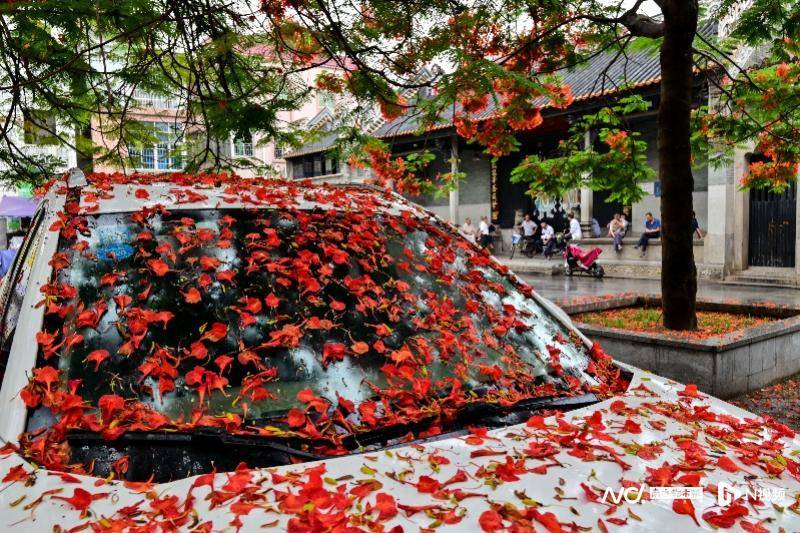 凤凰花雨落满车！这么“装扮”，不是婚车，胜过婚车