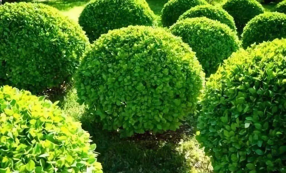 适合在北方庭院里栽种的植物 | 赶紧收藏!