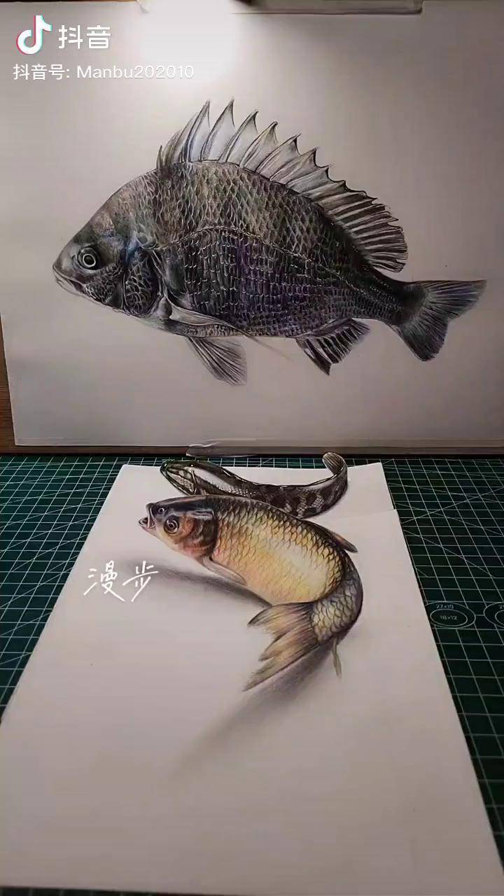 3d立体画鱼立体画让桌上的鱼活了2d画让鱼游起来了哪只鱼最美立体画