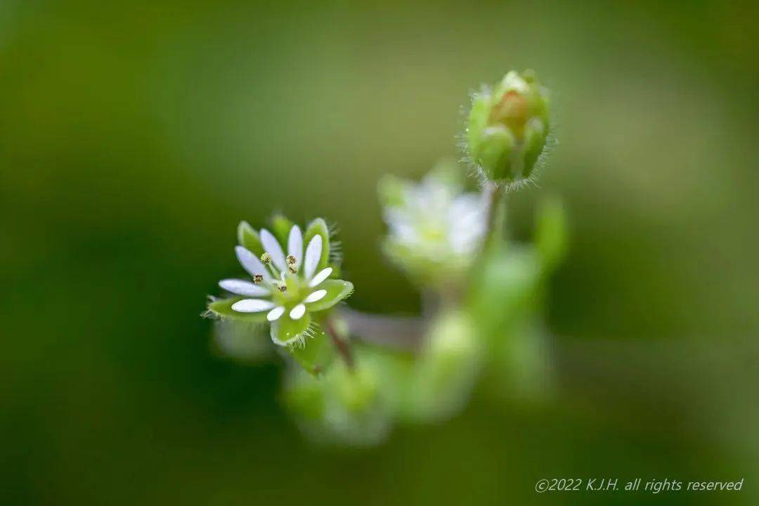 苔开花图片 唯美图片