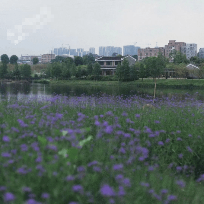 美爆了~南宁这些地方已经成为花的海洋！无数人前往打卡~