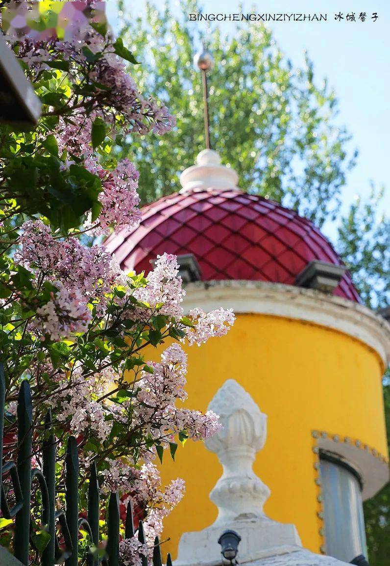 哈尔滨最香的季节到斯大林公园欣赏丁香