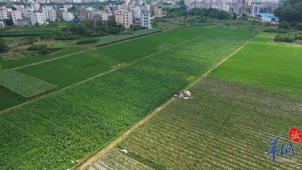 图集茂名高州市曹江镇小菜一碟振兴一方