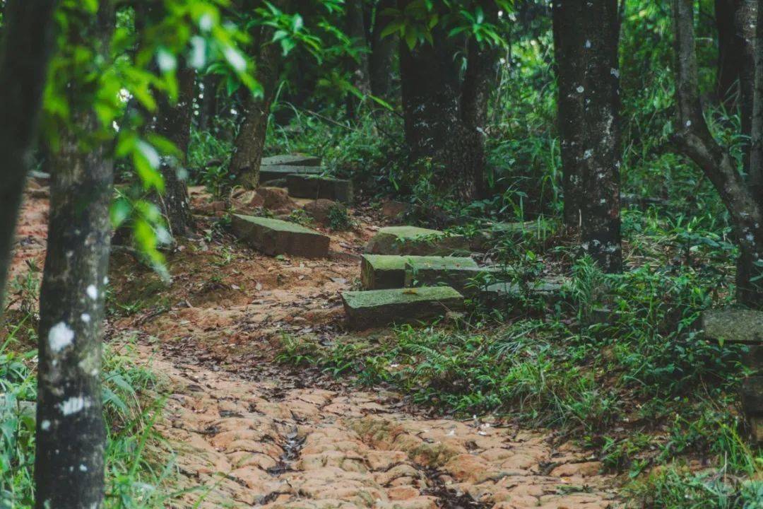 有道路筆直的綠道,高低起伏的石階登山道,還有土路的原生態步道