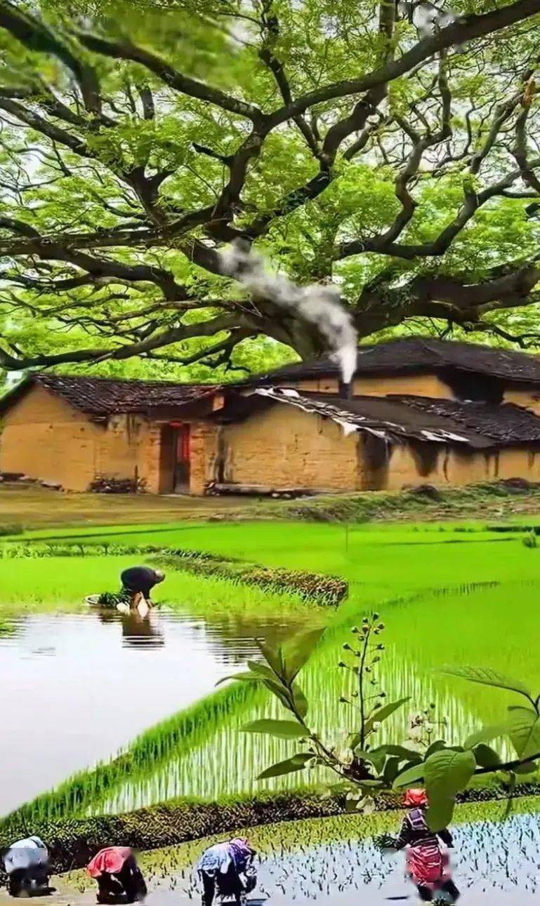 迷人的田园风光