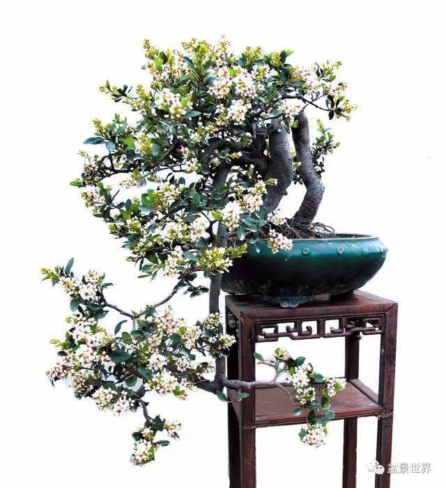 岭南大师代表作鉴赏_曾宪烨_盆景_作品