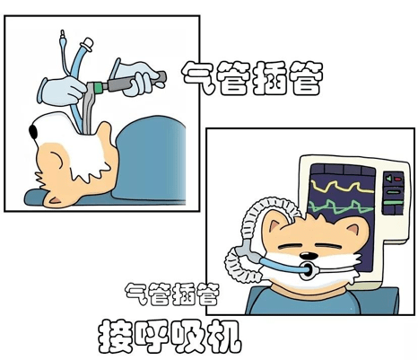 由于气管插管对咽喉部