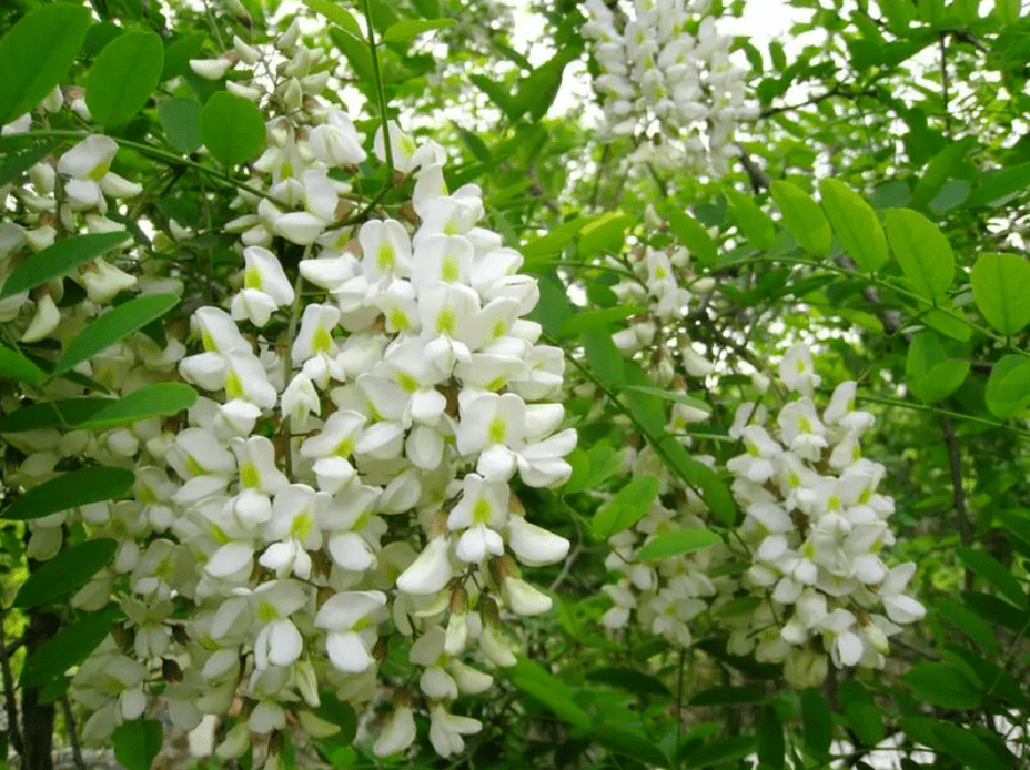 槐花一朵图片