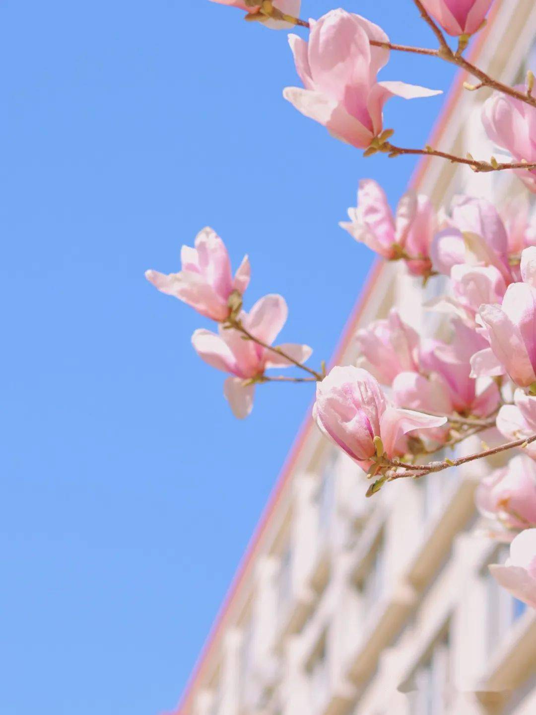 警校校园拍照打卡构图调色