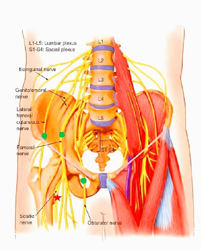 神经阻滞丨超声引导下腰丛及其分支神经阻滞_麻醉_定位_患者
