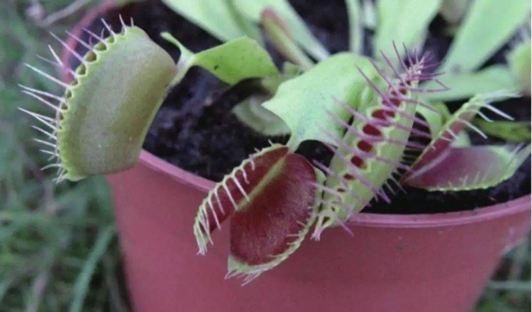 植物不但具有人类五官所拥有的各项功能,而且可以创造性地灵活运用于