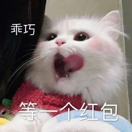 猫猫动图表情包