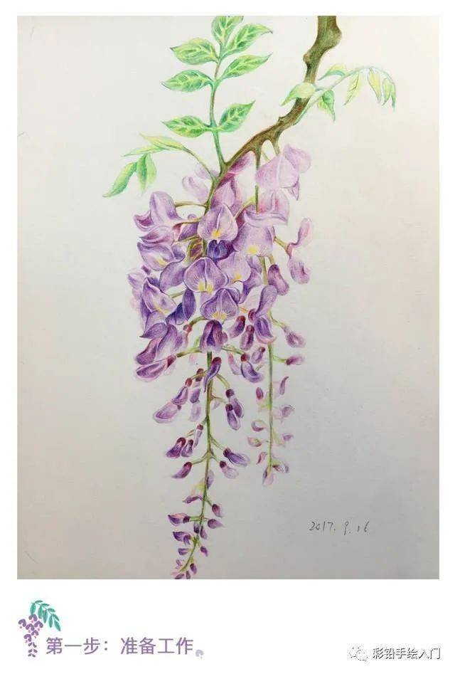 彩铅花卉教程彩铅紫藤怎么画彩铅手绘花朵步骤图