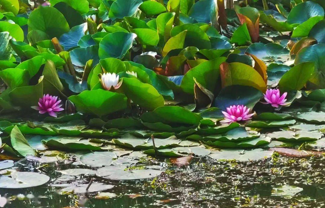 21级德馨书院 健康服务与管理80班 程雨露20级仁智书院 眼视光学59班