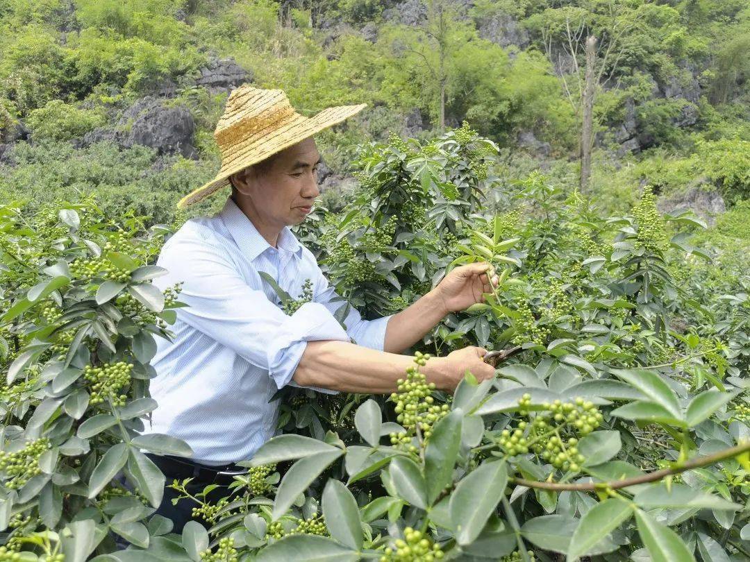 东兰县大同乡头雁队伍领航新征程