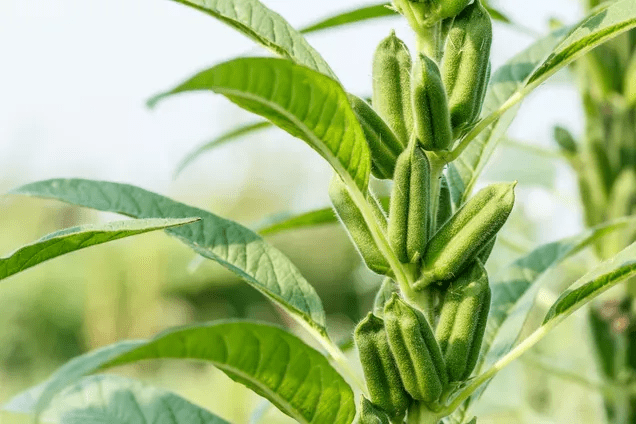 含油量高的黑芝麻好品种