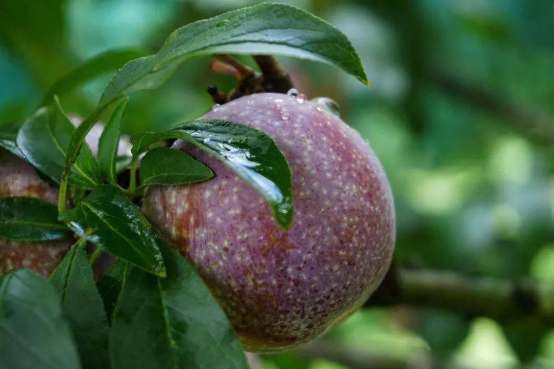 包邮到家78元抢五斤信宜钱排三华李果园直发