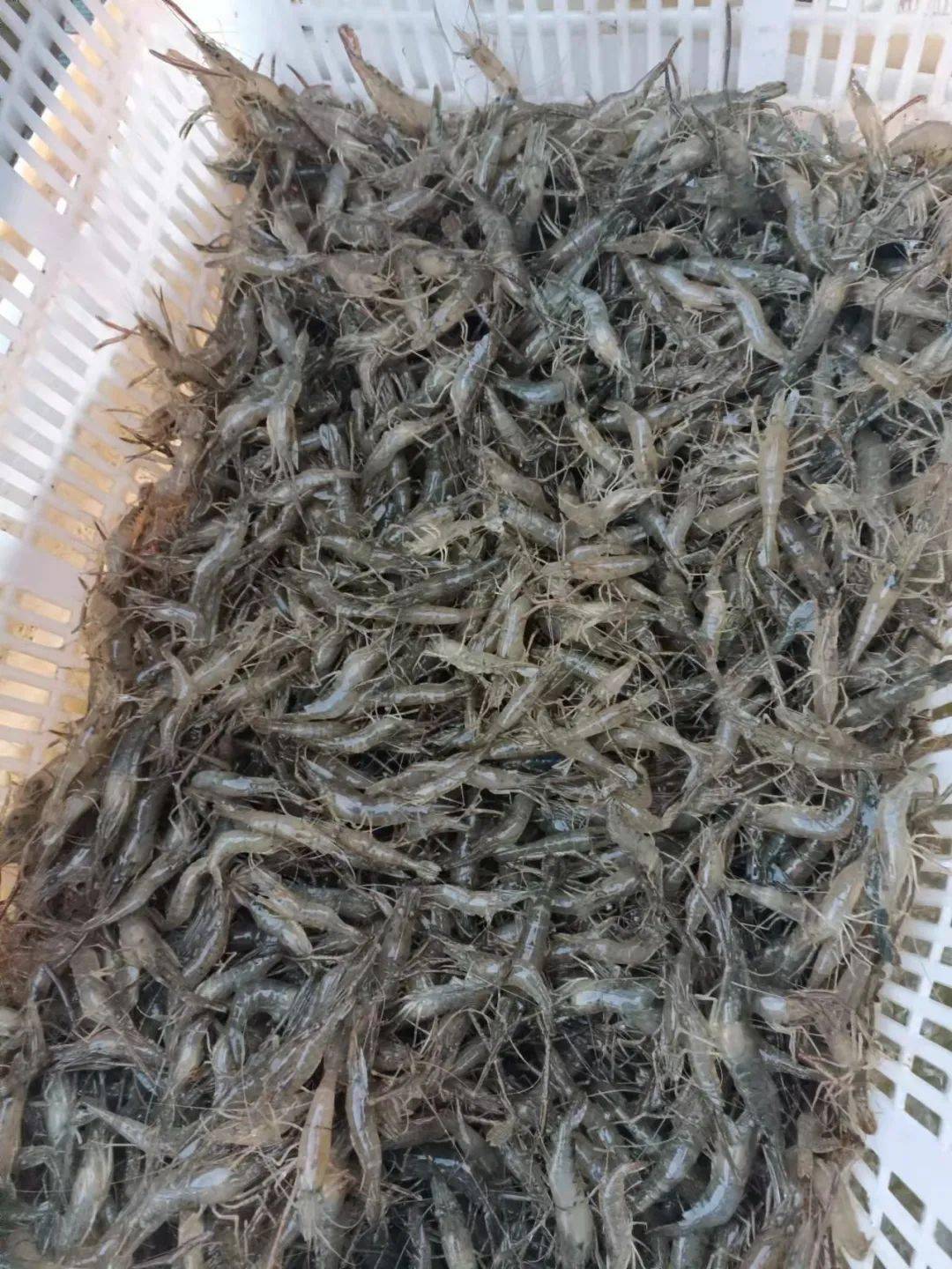 在问及疫情对其影响时,程福兵告诉记者,"疫情发生后,我们配送一车虾到