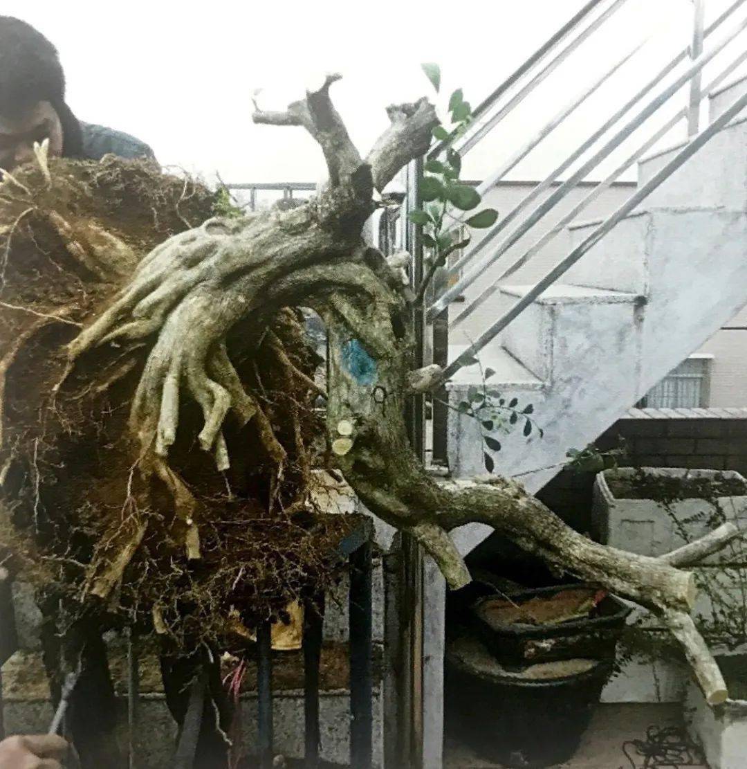 自带缺陷毫无亮点缺少野趣的九里香桩材一经设计立马亮眼