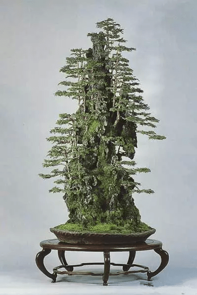 漂亮的附石盆景,令人爱不忍释_石式_养护_山石