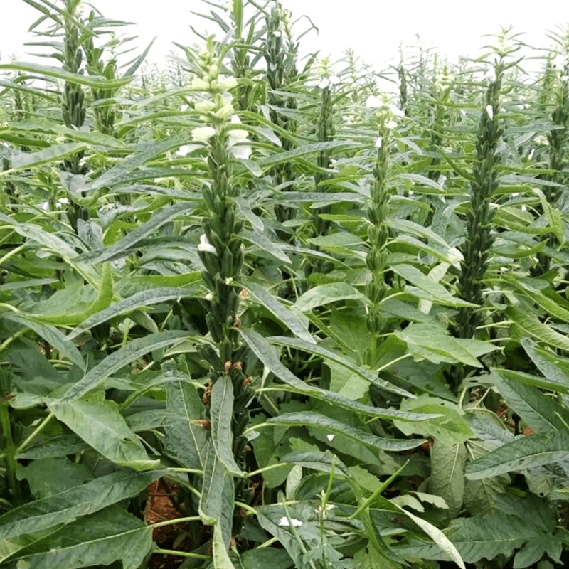 成熟的芝麻杆图片图片