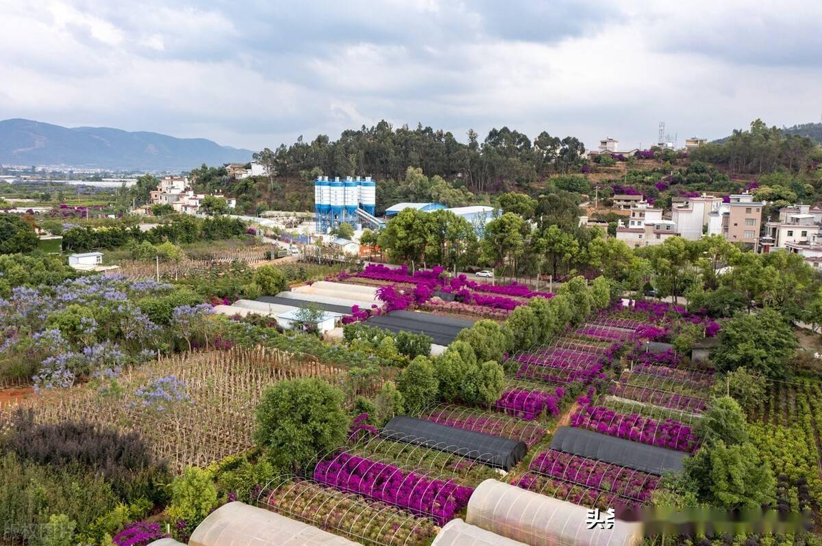 云南宜良花卉种植基地图片