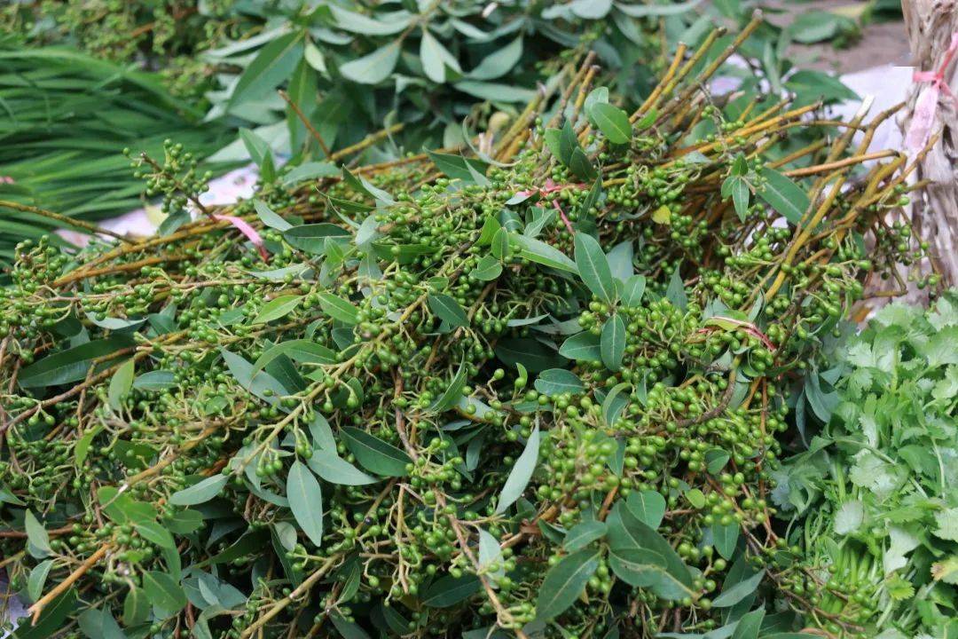 木姜子成熟啦快来元江品尝这夏天独特的味道