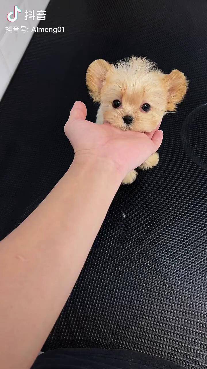 萌宠狗狗金约克夏全金色约克夏