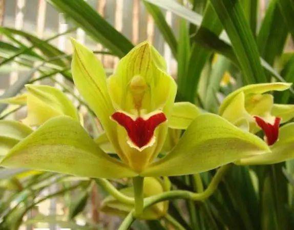 碧玉兰:附生植物;假鳞茎狭椭圆形,略压扁,长6-13厘米,宽2-5厘米,包藏