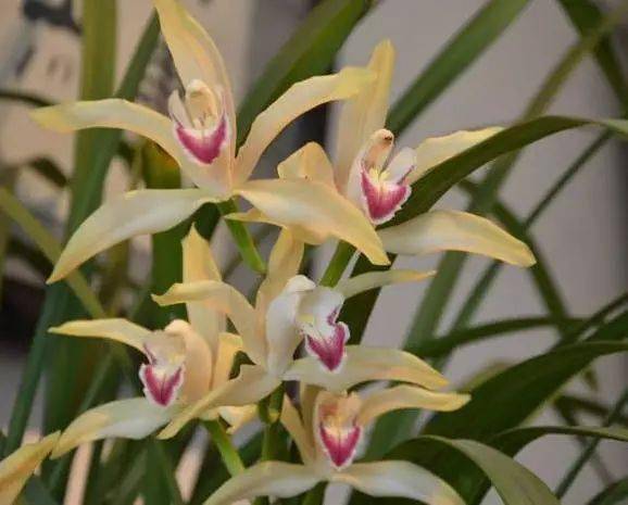 高清图库碧玉兰花