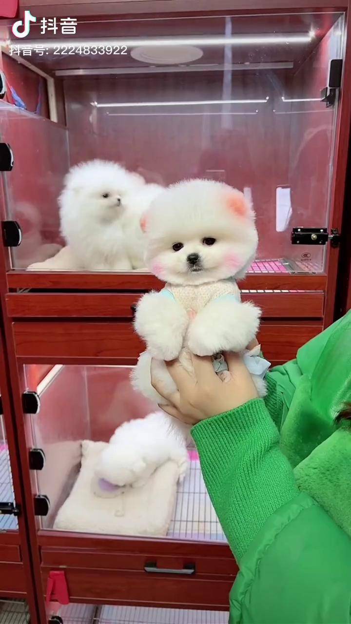 给你们看一只可爱的博美小俊介萌宠出道计划博美俊介可爱狗狗有理想的