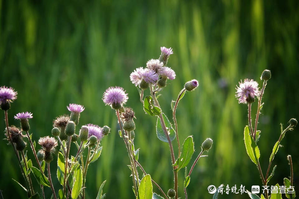 线叶蓟图片